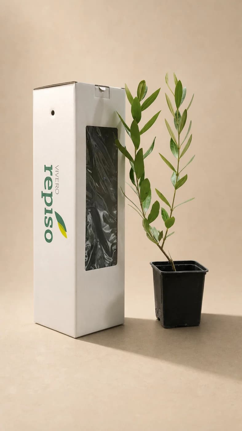Estuche de cartón impreso con ventana, junto al plantón de olivo que transporta
